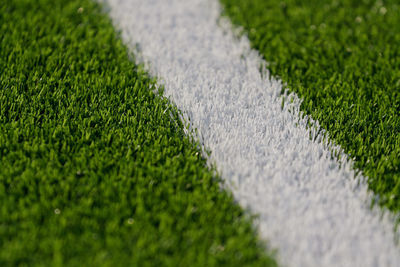 Close-up of grass growing on field