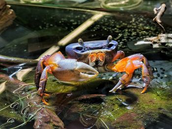 Close-up of crab in water