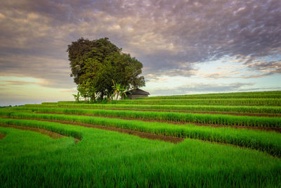 Green and beautiful morning view with gray sky