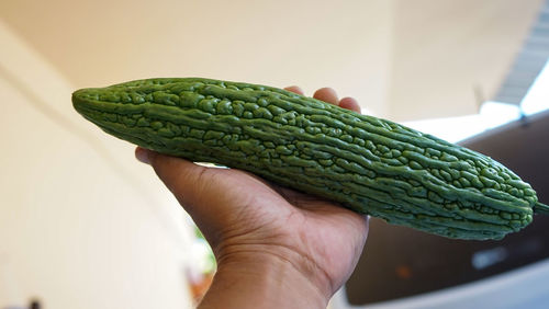 Close up of human hand holding bitter melon fruit