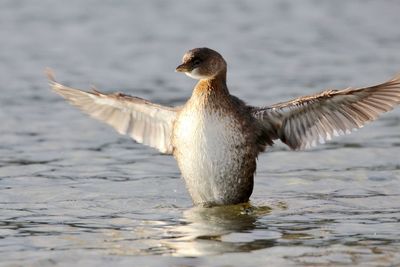 Grebe bird showing its wings in ocean