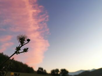 Low angle view of flowering plant against sky during sunset