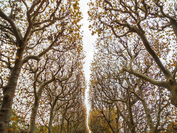 Low angle view of trees in forest against sky