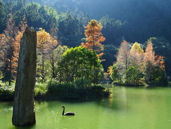 Scenic view of lake in forest