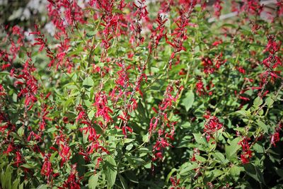 Close-up of red flowering plants