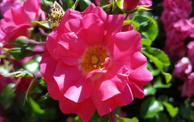 Close-up of pink flower