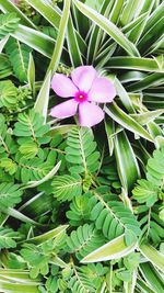 Close-up of pink flower blooming outdoors