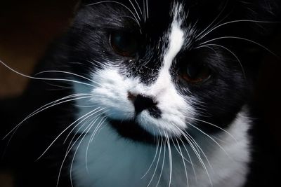 Black and white kitten