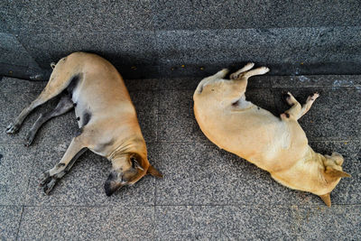 High angle view of dog sleeping