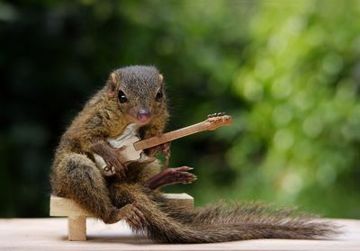 Close-up of squirrel