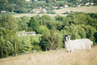 Sheep standing on grassy hill