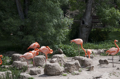 animal themes
