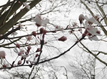 Low angle view of cherry blossom tree