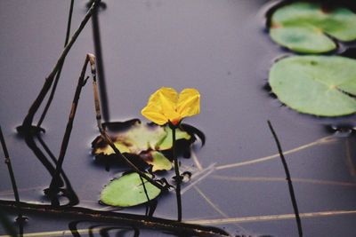 Close-up of yellow flowering plant by lake