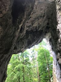 Low angle view of rock formation in forest
