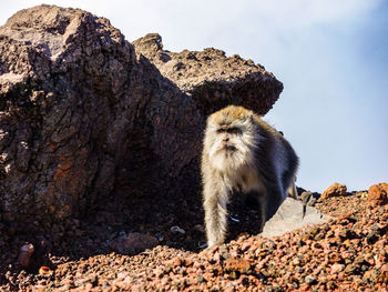 View of an animal on rock