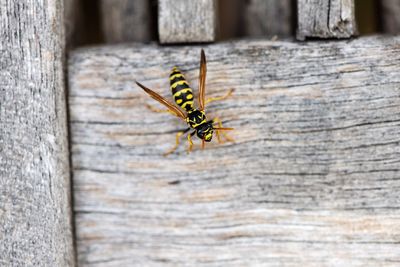 Close-up of insect on wood