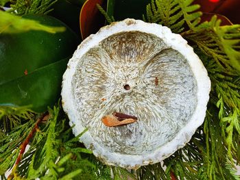 Close-up of crab on plant