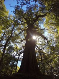 Low angle view of trees in forest against bright sun