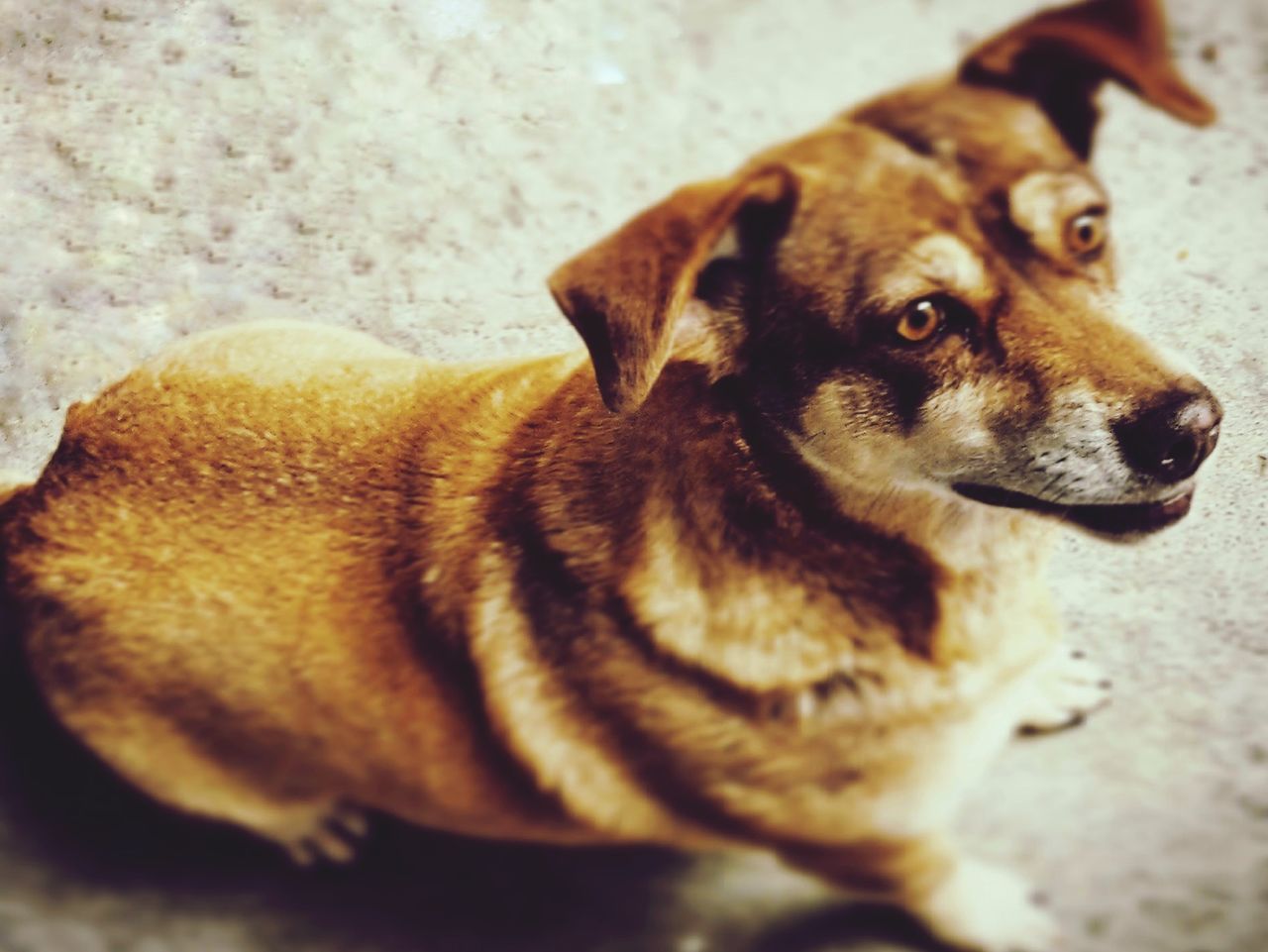 CLOSE-UP OF DOG LYING DOWN