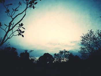 Low angle view of bare tree against sky