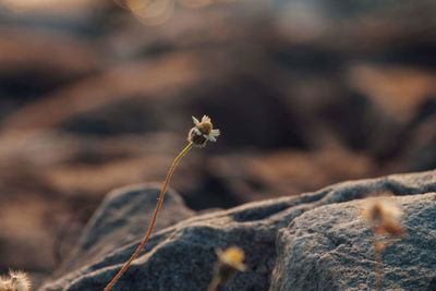 Close-up of lizard on rock