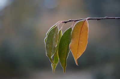 Close-up of tree
