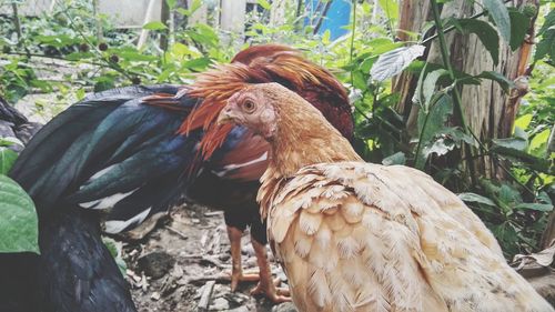 View of birds against plants