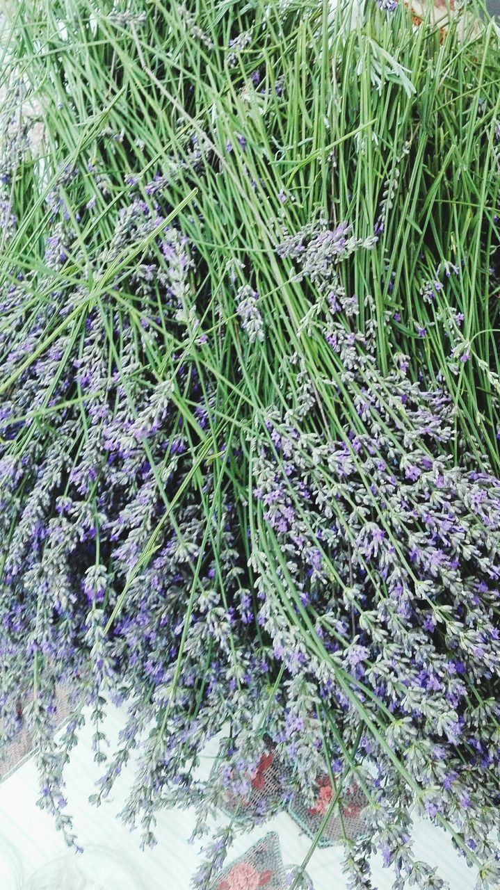 CLOSE-UP OF FLOWER PLANTS