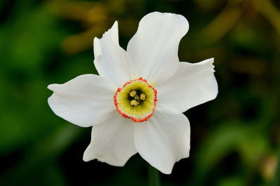 Close-up of white rose flower