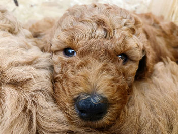 Close-up portrait of a dog