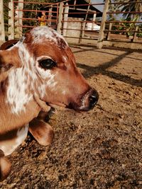 Close-up of cow in stable