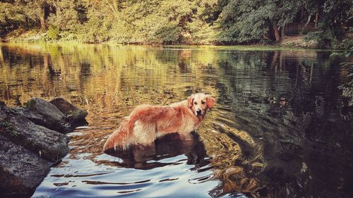 View of a dog in water