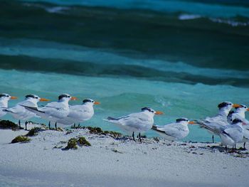 Seagulls perching on beach