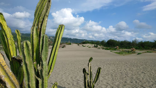 Cactus growing on field against sky