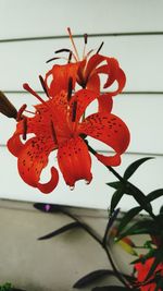 Close-up of red flower