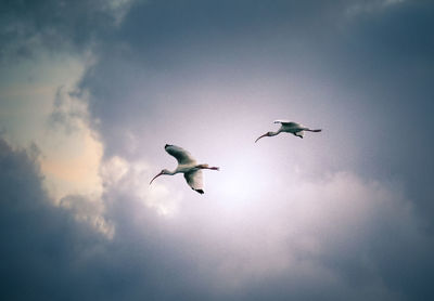 Low angle view of seagulls flying in sky