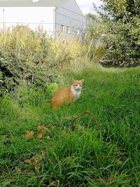 View of cat on field