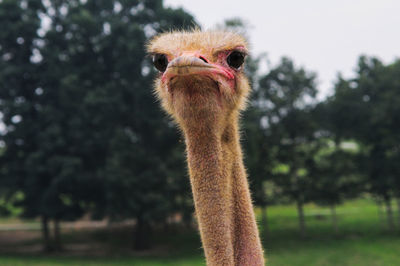 Close-up of ostrich against trees