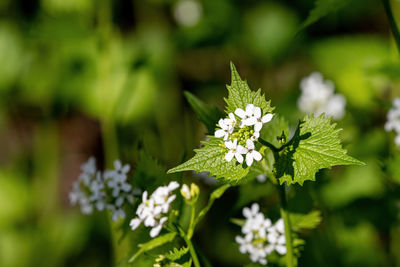 Close-up of white flowering plant