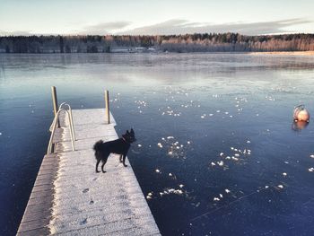 Dog standing in lake during winter
