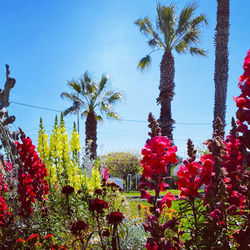 Scenic view of red flowering trees against sky