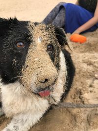 Close-up of dog looking away on sand at beach