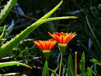 Close-up of orange flower blooming outdoors