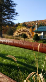 Close-up of flower growing on tree against sky