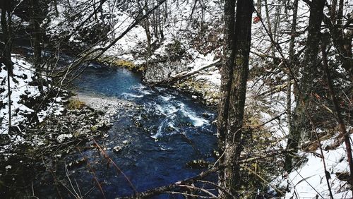 View of bare trees in winter