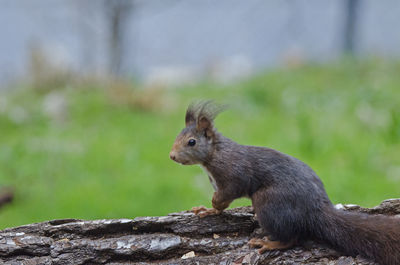 Close-up of squirrel on rock