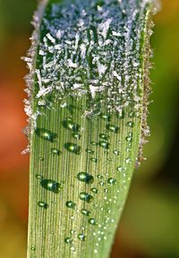 Close-up of wet leaf on plant