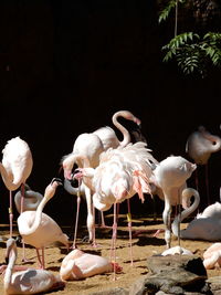 Flock of flamingos on the lake at fuengirola zoo in spain. 