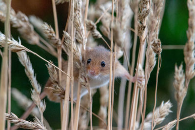 Close-up portrait of an animal